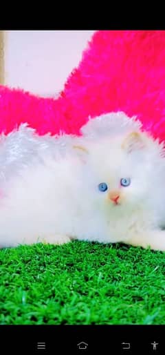 blue eyes white Persian kitten|Triple koted 03234414509 WhatsApp