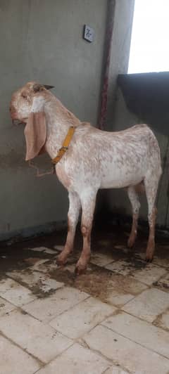 Makka chenna Male pair