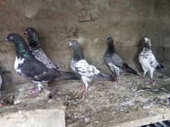 Kabootar