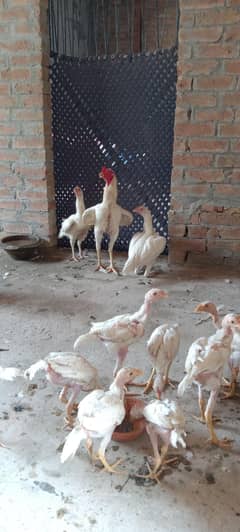 Heera
