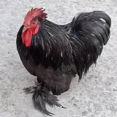 Desi /aseel / bentum Murgi / murga