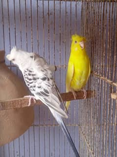 Budgies