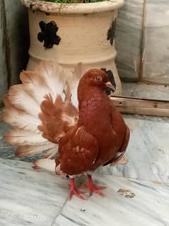 American lucky kabootar for sale full breeder pair age 8 months