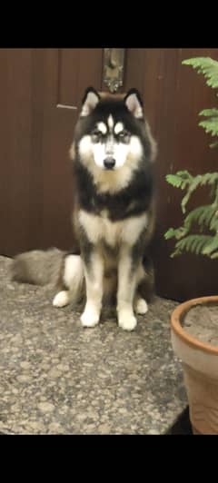 Husky Pedigree mail meeting available