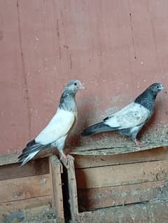 baby pigeon for sale