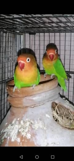 Lovebirds