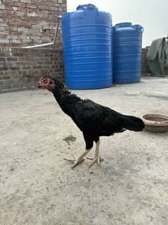 aseel mushkii madii for sale