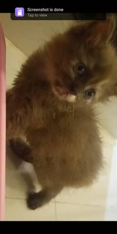CHOCOLATE COLOR,TRIPLE COATED KITTEN,DELIVERY AVAILABLE ALL OVER