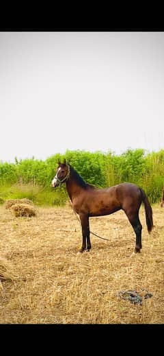 Horse