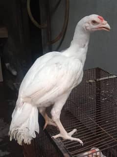heera patha hera  03078071654