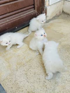 Persian kitten