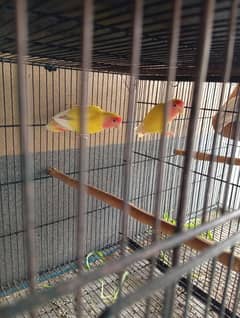 Love birds and budgies for sale