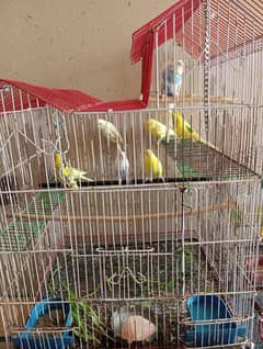 budgies