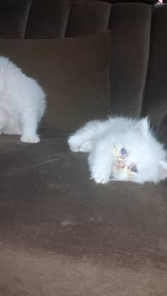 Persian kittens avaliable