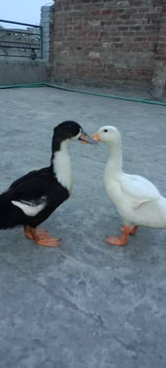 DUCK PAIR