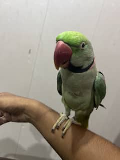 Raw parrot hand tame full talking bird