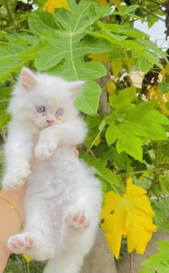 Persian kitten