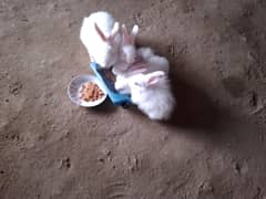 Male and Female Angora Rabbit red eyes
