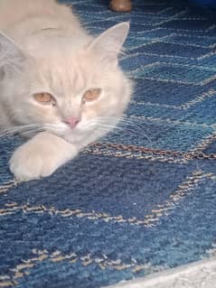 cat 2 age