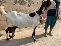 ABLAQ BETAL BREED
