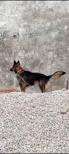 German shepherd female dog
