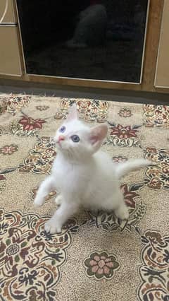 Persian