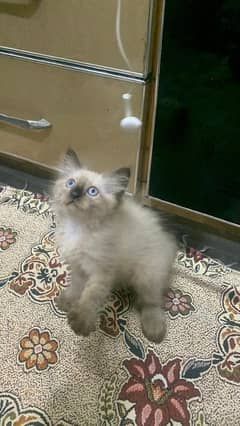 Himalayan kitten/ Triple coated/ Blue eyes / 03247627801
