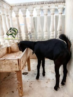 Jet black Tapra