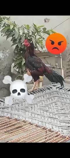 Aseel for sale detail wtsp 03106790615