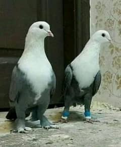 Karabli kabootar