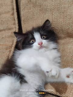 Persian kitten for sale in Abbottabad