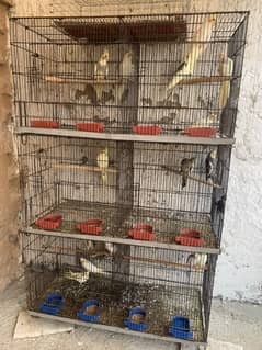 Cocktail breeder pair