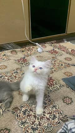 Blue Eyes /Triple coated/ persian kitten/ 03247627801