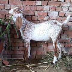 Makhi
