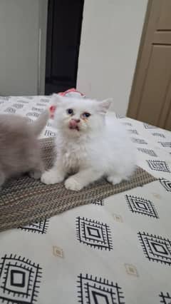 Persian kittens available