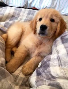 Golden
