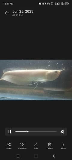 albino Arowana