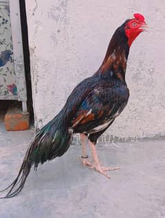 lasani murgha