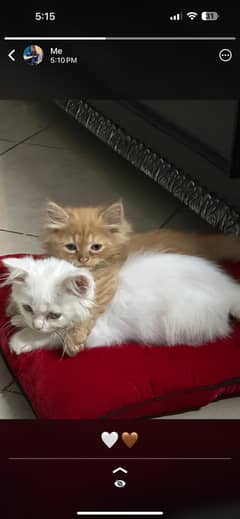 Persian