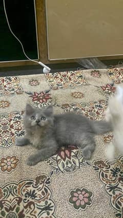 Persian Triple coated/ gray kitten/ 03247627801