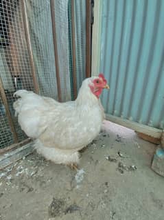 White buff female