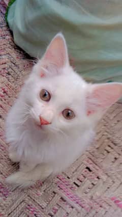 Beautiful, Healthy & Playful Cat for Sale