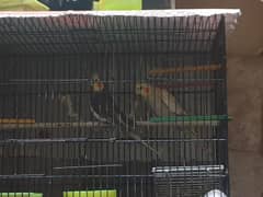 3 cockteils