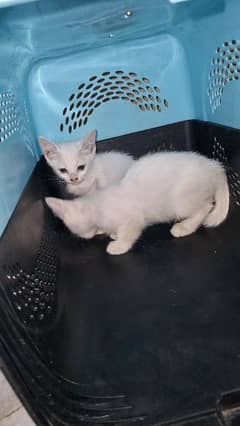 Cat Kittens For Sale