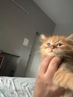 Persian