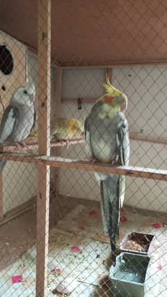 cockatiel