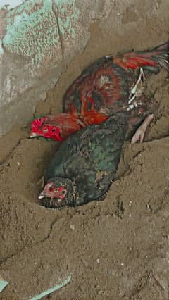 Aseel Murga and murgi. forsale