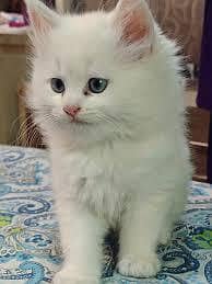 persion kittens