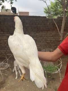 Hera aseel hens and aseel murgy