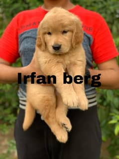 Golden retriever pedigreed puppies From imported blood Lines